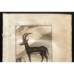 Gravure de 1799 - La gazelle Tzeïran - 2