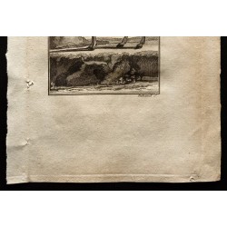 Gravure de 1799 - La gazelle Tzeïran - 3