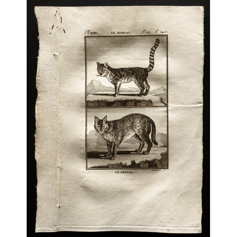 Gravure de 1799 - Le serval, le margay - 1