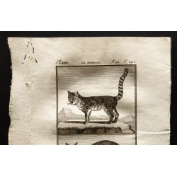 Gravure de 1799 - Le serval, le margay - 2