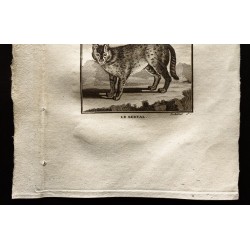 Gravure de 1799 - Le serval, le margay - 3