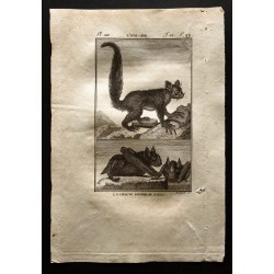 Gravure de 1799 - L'aye-aye et la chauve souris - 1