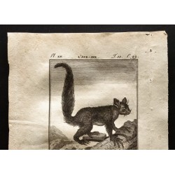 Gravure de 1799 - L'aye-aye et la chauve souris - 2