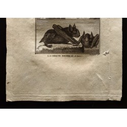 Gravure de 1799 - L'aye-aye et la chauve souris - 3