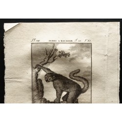 Gravure de 1799 - L'indri à bourres - 2