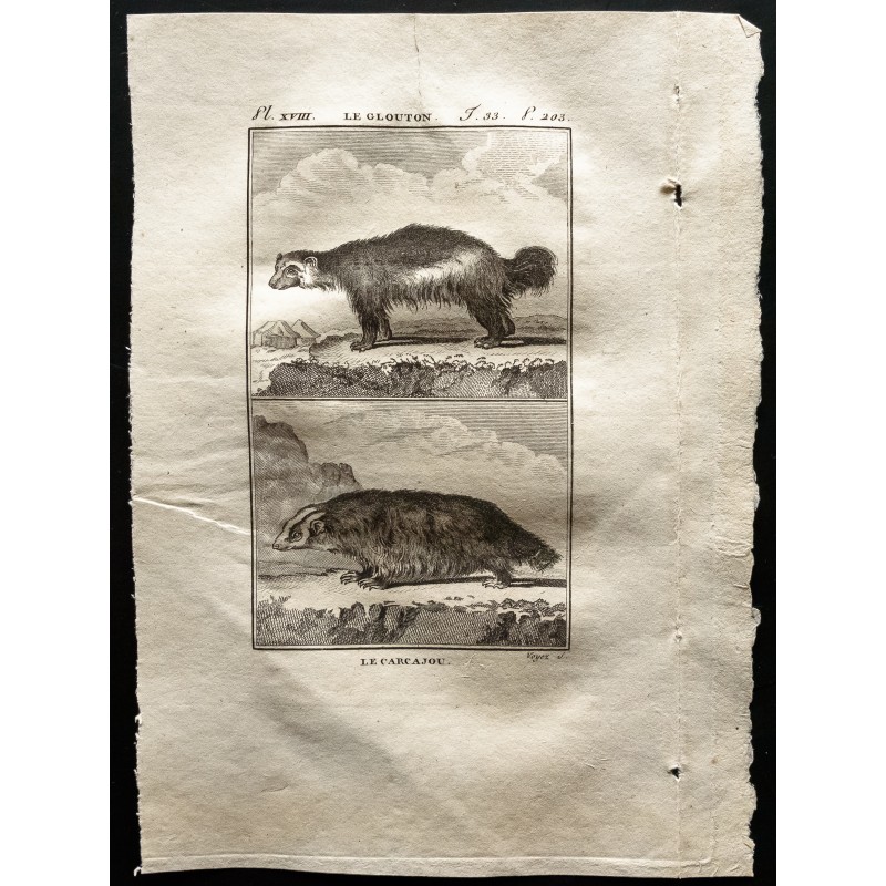 Gravure de 1799 - Le glouton, le Carcajou - 1