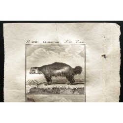 Gravure de 1799 - Le glouton, le Carcajou - 2