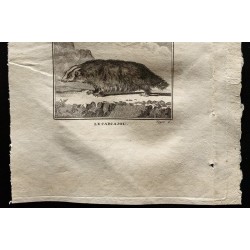 Gravure de 1799 - Le glouton, le Carcajou - 3