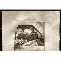 Gravure de 1799 - Le kinkajou, le potot ou kinkajou potot - 2