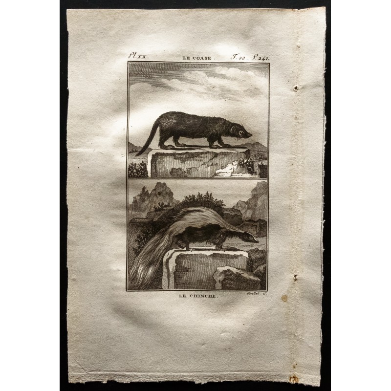 Gravure de 1799 - Le coase, le chinche - 1