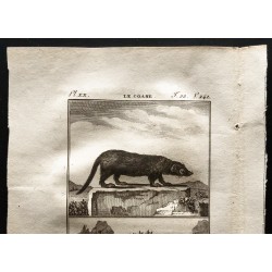 Gravure de 1799 - Le coase, le chinche - 2