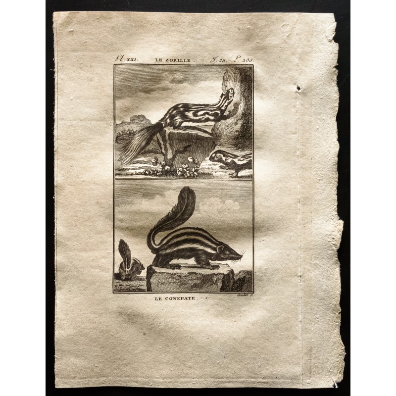 Gravure de 1799 - Le zorille, le conepate - 1