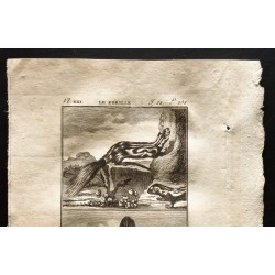 Gravure de 1799 - Le zorille, le conepate - 2