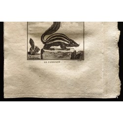 Gravure de 1799 - Le zorille, le conepate - 3