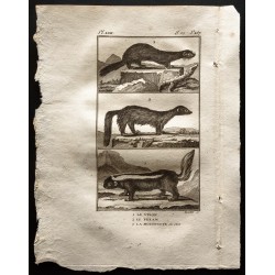 Gravure de 1799 - Le vison, le pekan, la mouffette du Chili - 1