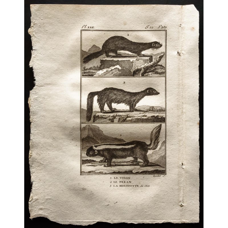Gravure de 1799 - Le vison, le pekan, la mouffette du Chili - 1