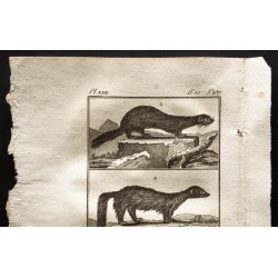 Gravure de 1799 - Le vison, le pekan, la mouffette du Chili - 2