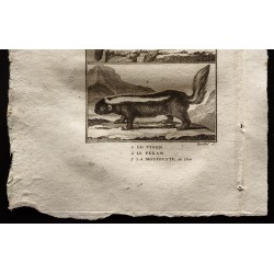 Gravure de 1799 - Le vison, le pekan, la mouffette du Chili - 3