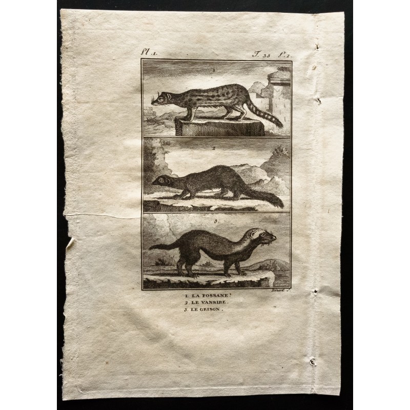 Gravure de 1799 - La fossane, le vansire, le grison - 1