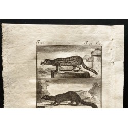 Gravure de 1799 - La fossane, le vansire, le grison - 2