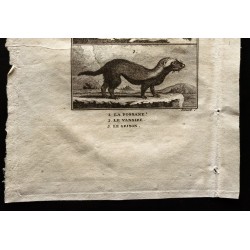 Gravure de 1799 - La fossane, le vansire, le grison - 3