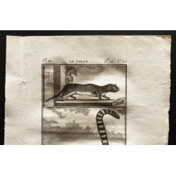 Gravure de 1799 - Le touan, le mococo - 2