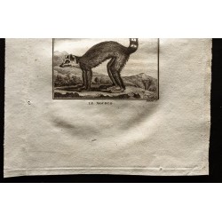 Gravure de 1799 - Le touan, le mococo - 3