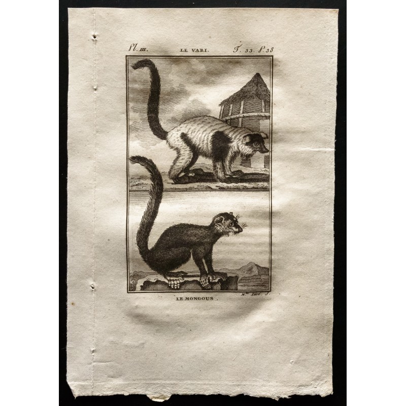 Gravure de 1799 - Le vari, le mongous - 1