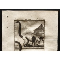 Gravure de 1799 - Le vari, le mongous - 2