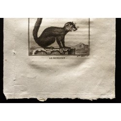 Gravure de 1799 - Le vari, le mongous - 3
