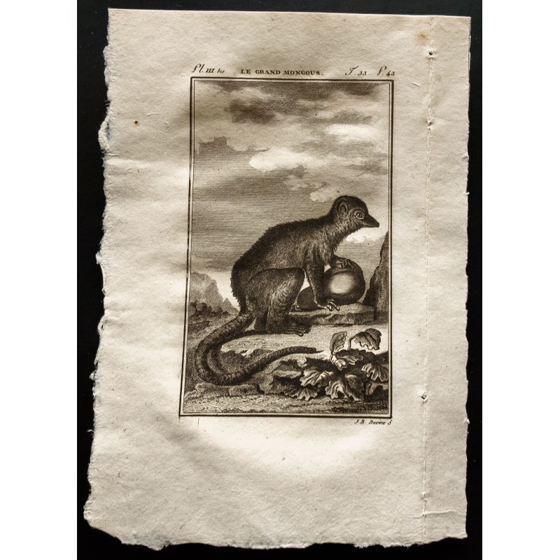 Gravure de 1799 - Le grand mongous - 1