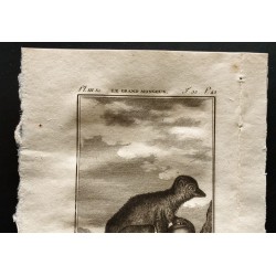 Gravure de 1799 - Le grand mongous - 2