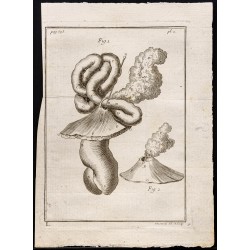 Gravure de 1781 - Intestins - 1