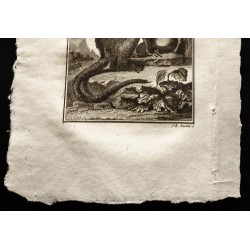 Gravure de 1799 - Le grand mongous - 3