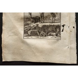 Gravure de 1799 - La vigogne - 3