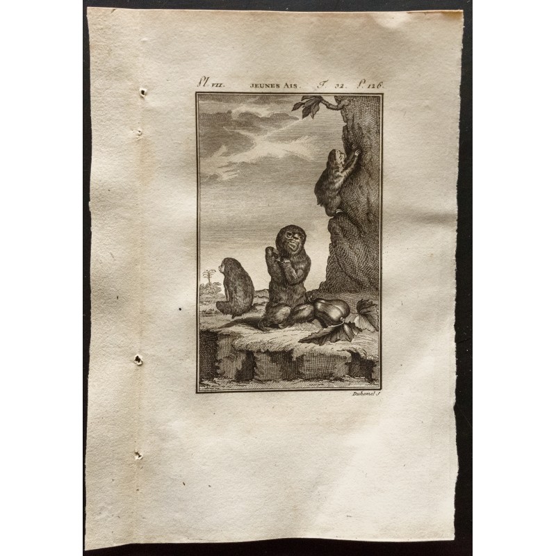 Gravure de 1799 - Jeunes aïs (Paresseux) - 1
