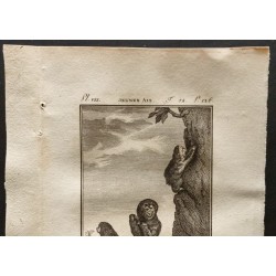 Gravure de 1799 - Jeunes aïs (Paresseux) - 2