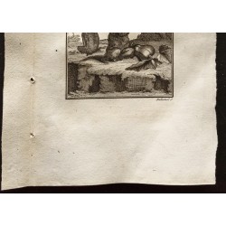 Gravure de 1799 - Jeunes aïs (Paresseux) - 3