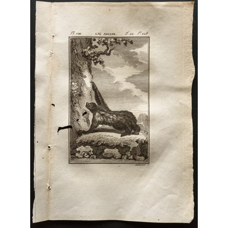 Gravure de 1799 - L'aï adulte (paresseux) - 1