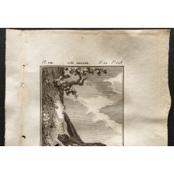Gravure de 1799 - L'aï adulte (paresseux) - 2