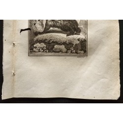 Gravure de 1799 - L'aï adulte (paresseux) - 3