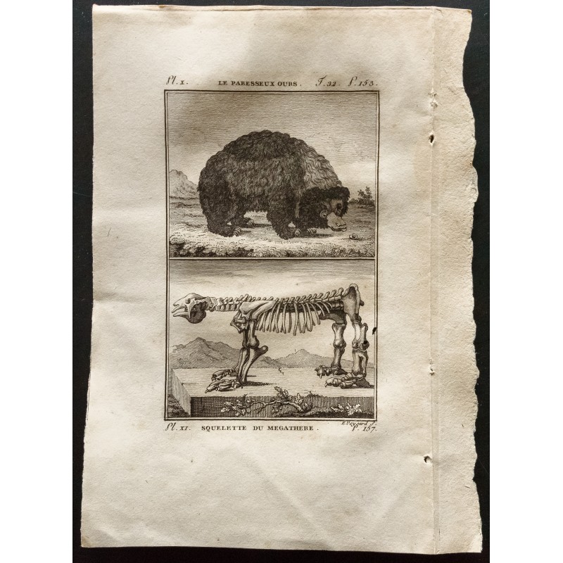 Gravure de 1799 - Le paresseux ours, squelette du megathere - 1