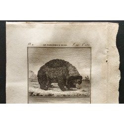 Gravure de 1799 - Le paresseux ours, squelette du megathere - 2