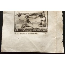 Gravure de 1799 - Le paresseux ours, squelette du megathere - 3