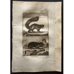 Gravure de 1799 - Le hamster, le coqualin - 1