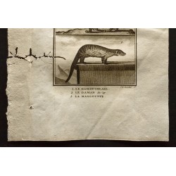 Gravure de 1799 - Le daman-israël, le daman du cap, la mangouste - 3