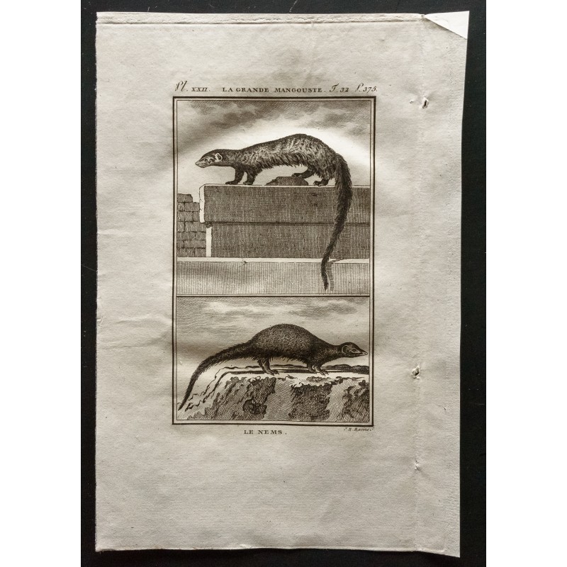 Gravure de 1799 - La grande mangouste, le nems - 1