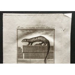 Gravure de 1799 - La grande mangouste, le nems - 2