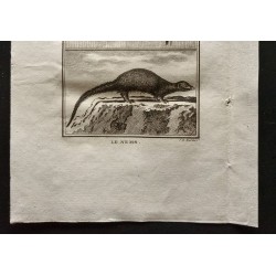 Gravure de 1799 - La grande mangouste, le nems - 3