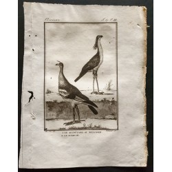 Gravure de 1801 - Le secrétaire ou message, le kamichi [Oiseaux] - 1